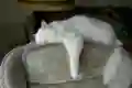 Игра Мурчика